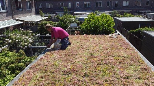 Installing a green roof in The Hague